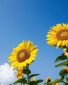 本日より通常営業いたしております